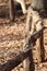 Curvy tree branch fence and fall leaves, vertical