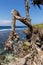 Curvy tree and seascape in Nusa Dua, Bali