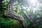 Curvy tree trunk, natural background image taken in forest