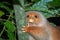 Cuscus indonesian endemic monkey