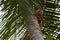 Cuscus indonesian possum endemic monkey portrait