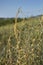 Cuscuta campestris close up