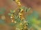 Cuscuta, dodder, parasitic plant on alfalfa