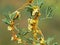 Cuscuta, dodder, parasitic plant on alfalfa