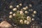 Cushion Buckwheat Eriogonum ovalifolium Pale Pink-White Wildflowers