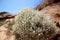 A Cushion Bush Leucophyta brownii