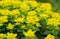 Cushion euphorbia yellow flowers in the garden close up. Cushion spurge, euphorbia epithymoide. Garden decorative