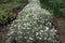 Cushion of flowering Cerastium tomentosum