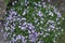Cushion of flowering Phlox subulata in spring
