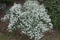 Cushion of flowering snow-in-summer in spring