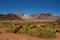 Cushion Plants in the Atacama