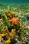 Cushion sea star underwater with sponges