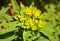 Cushion spurge (Euphorbia epithymoides)