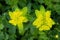 Cushion Spurge Euphorbia Epithymoides Flowers