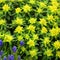 Cushion Spurge garden plant yellow flower leaf tops