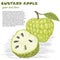 Custard-apple