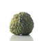 Custard Apple.