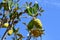 Custard apple fruit on an Annona reticulata semi-evergreen tree