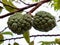 Custard apple fruits or sugar apple fruits. In Indonesia well known as Srikaya fruits.