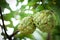 Custard apple growing on a tree