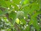 Custard apple, Sweetsop (Annona squamosa)