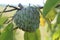 custard apple at tree , Sugar apple or custard apple , Annona reticulata