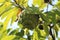 custard apple at tree , Sugar apple or custard apple , Annona reticulata