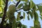 custard apple at tree , Sugar apple or custard apple , Annona reticulata, Bunch of custard apple on tree