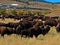 Custer State Park Annual Buffalo Bison Roundup