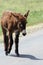 Custer State Park Burro