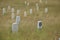 Custers last stand field markers at battlefiels site.