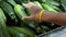 Customer hand choosing vegetable marrows on sale in market