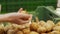 Customer hand grabs potato and examines condition closeup