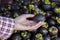 Customer Hands Hold Fresh Mangosteen