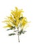 cut branch of fresh flowering mimosa, yellow acacia