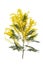 cut branch of fresh flowering mimosa, yellow acacia