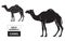 Cut of camel set. Poster Butcher diagram - desert-ship. Vintage typographic hand-drawn.