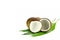Cut coconut shell with fresh organic coconut kernel.