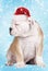 Cut continental bulldog puppy with christmas hat