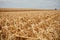 Cut corn stubble and chaff in an autumn field