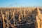 Cut corn stubble and chaff in an autumn field after the harvesting