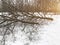 Cut dead trees in the park in winter. Fallen strong wind in bad weather