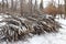 cut down branches covered with snow piled in a heap in the Park