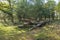 Cut down dead trees in this varied dune area of â€‹â€‹the Amsterdam Waterleidingduinen