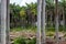 Cut down palm tree trunks and stumps at nursery, clearing in forest - Davie, Florida, USA