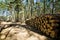 Cut down and piled pine logs