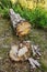 Cut down pine tree in woodland. Tree stump and felled trunk in evergreen coniferous forest.