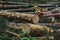 Cut down pine trees. Landscape of cut down trees in the forest