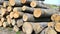 Cut down sawn tree trunks close-up