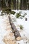 Cut down spruce tree lying in the snow